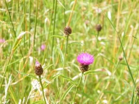 Common Knapweed - Centaurea nigra agg., click for a larger image