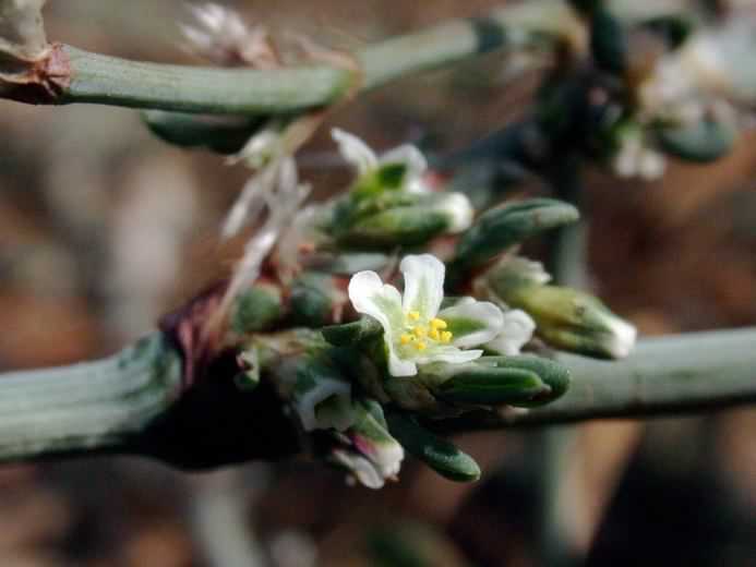 Common Knotgrass - Polygonum aviculare, click for a larger image, licensed for reuse CCASA3.0