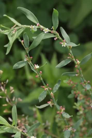 Common Knotgrass - Polygonum aviculare, click for a larger image, photo licensed for reuse CCASA3.0