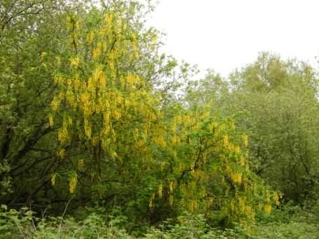 Laburnum - Laburnum anagyroides habit, click for a larger image