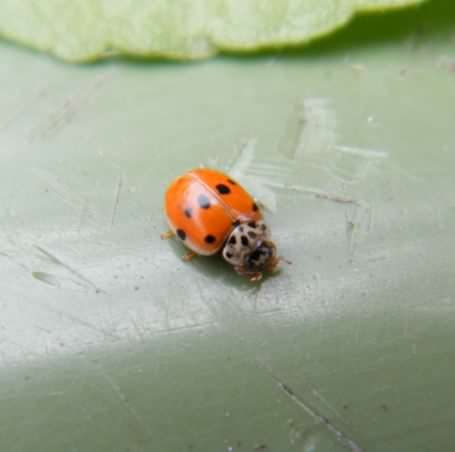 10-spot Ladybird - Adalia 10-punctata, species information page