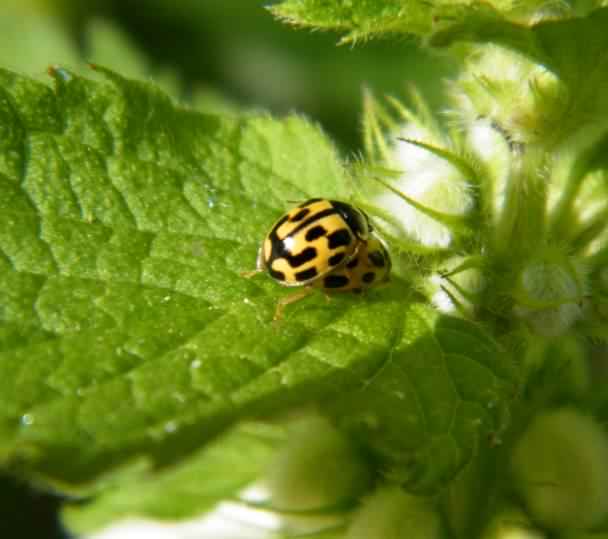 14-spot Ladybird - Propylea 14-punctata, click for a larger image