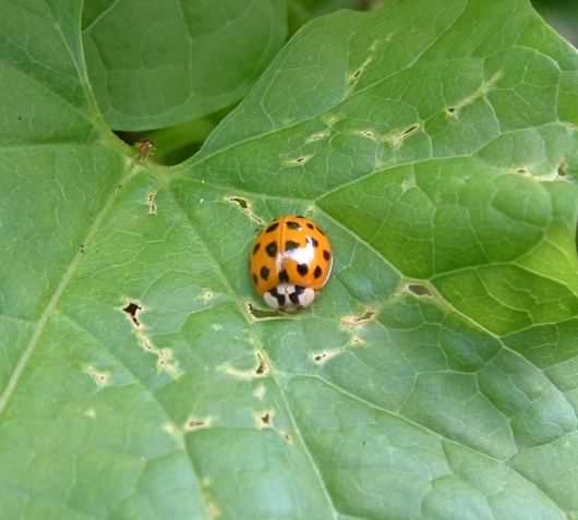 19-spot Harlequin Ladybird - H. axyridis succinea, click for a larger image