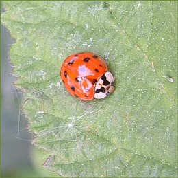 Harlequin Ladybird - H. axyridis succinea, click for a larger image
