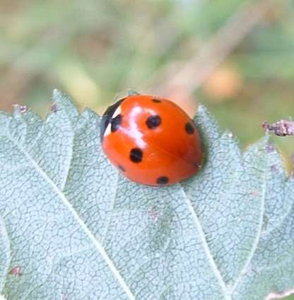 7-spot  Ladybird - Coccinella 7-punctata species information page