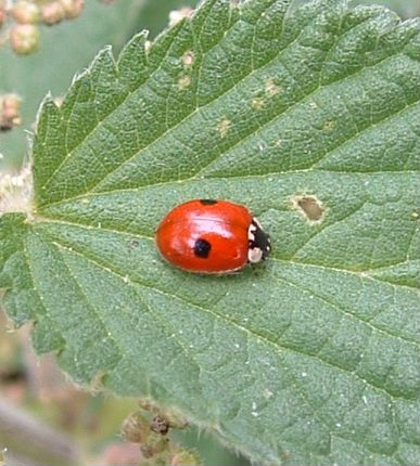 2-spot  Ladybird - Adalia 2-punctata, species information page