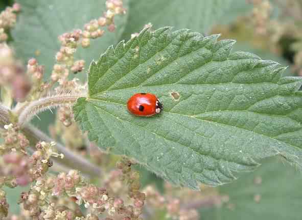 2-spot  Ladybird - Adalia 2-punctata (bipunctata), click for a larger image