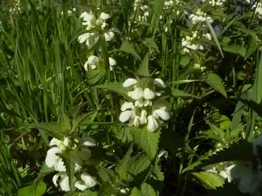 White Dead-nettle - Lamium album, click for a larger image, photo licensed for reuse CCASA3.0