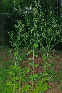 Nipplewort - Lapsana communis, click for a larger image, photo licensed for reuse CCASA3.0