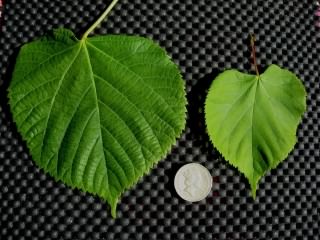 Broad Leaved Lime - Tilia platyphyllos x cordata, click for a larger image, photo licensed for reuse CCASA3.0