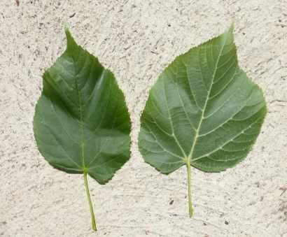 Broad Leaved Lime - Tilia platyphyllos x cordata, click for a larger image, photo licensed for reuse CCBYNC3.0