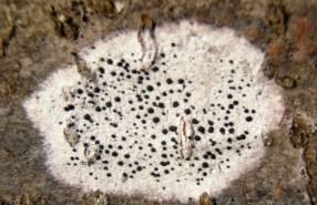 Lichen - Lecidella elaeochroma, species information page, photo licensed for reuse CCASA3.0