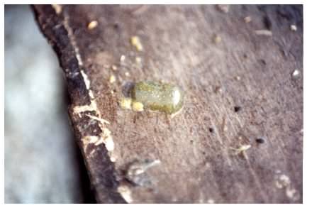 Duck Leech - Theromyzon tessulatum (Protoclepsis tasselata), click for a larger image
