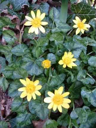 Lesser Celandine - Ficaria verna