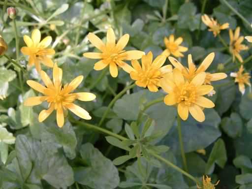 Lesser Celandine - Ficaria verna, species information page