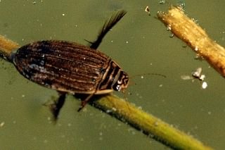 Lesser Diving beetle - Acilius sulcatus, species information page, photo licensed for reuse CCASA3.0