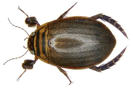 Lesser Diving beetle - Acilius sulcatus, click for a larger image, photo licensed for reuse CCASA2.0