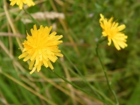 Lesser Hawkbit - Leontodon taraxacoides, click for a larger image