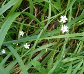 Lesser Stitchwort - Stellaria graminea, click for a larger image, licensed for reuse CCBYNC3.0