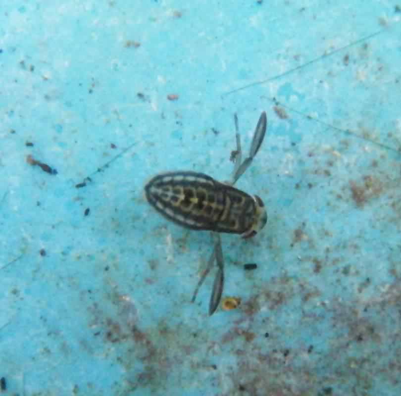 Lesser Water Boatman larvae - Corixa punctata, click for a larger image