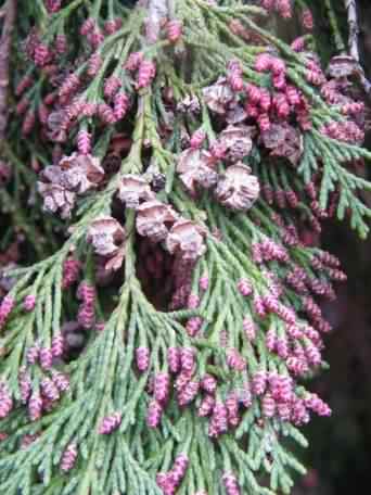 Leyland Cypress - Cupressocyparis x leylandii, click for a larger image