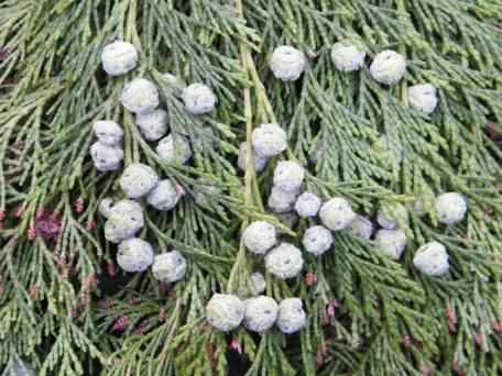 Leyland Cypress - Cupressocyparis x leylandii, click for a larger image