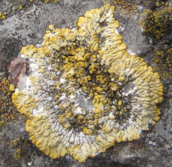 Lichen - Caloplaca flavescens, click for a larger image