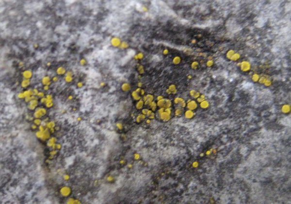 Lichen - Candelariella aurella, click for a larger image