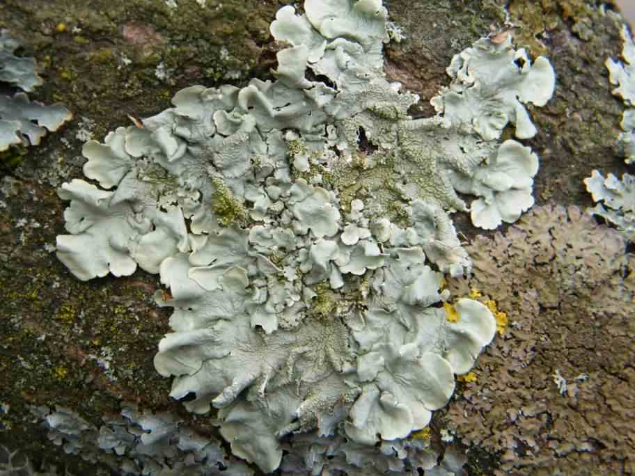 Lichen - Flavoparmelia caperata, click for a larger image