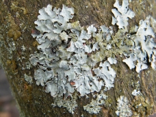 Lichen - Hypotrachyna revoluta, click for a larger image
