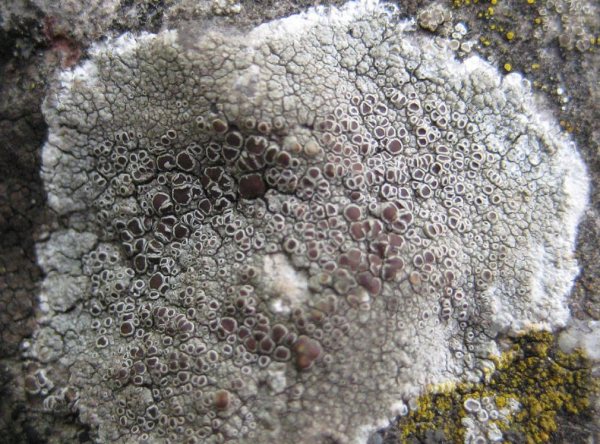 Lichen - Lecanora campestris species information page