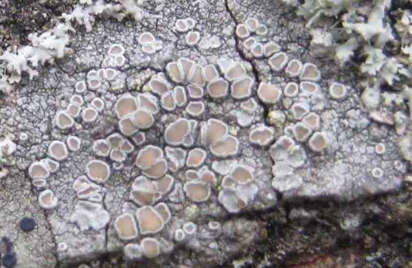 Lichen - Lecanora chlarotera species information page
