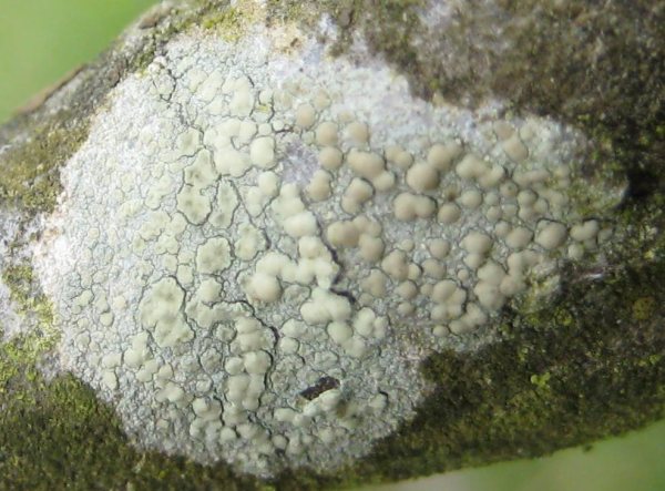 Lichen - Lecanora symmicta, click for a larger image