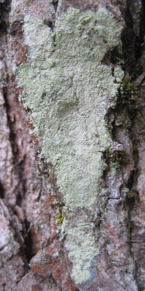Lichen - Lepraria incana species information page
