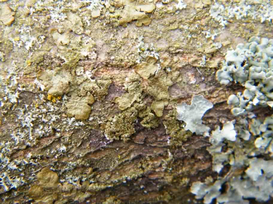 Lichen - Melanelixia fuliginosa ssp. glabratula species information page