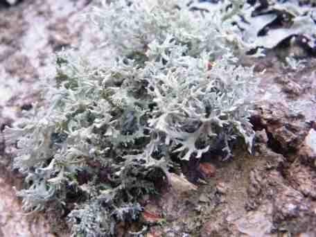Oakmoss Lichen - Evernia prunastri, click for a larger image