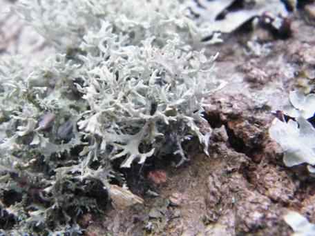 Oakmoss Lichen - Evernia prunastri, click for a larger image