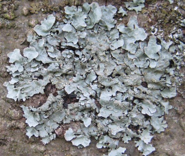 Lichen - Parmelia sulcata species information page