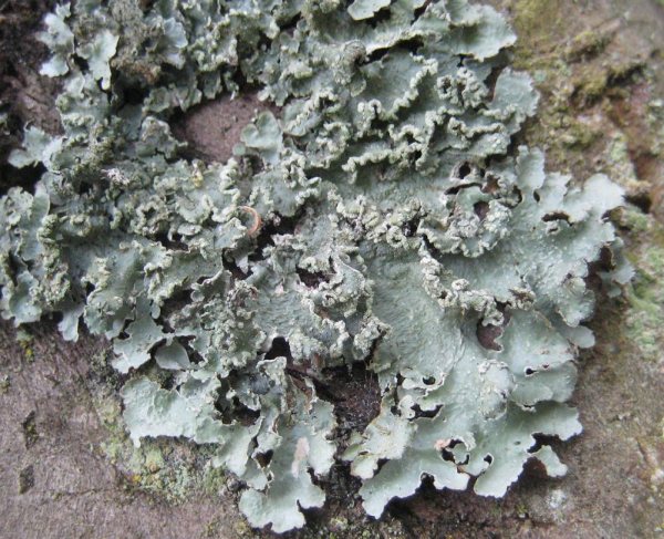 Lichen - Parmotrema perlatum, click for a larger image
