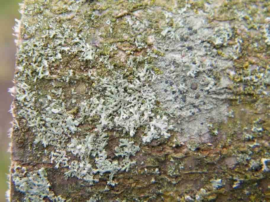 Lichen - Physcia adscendens, click for a larger image