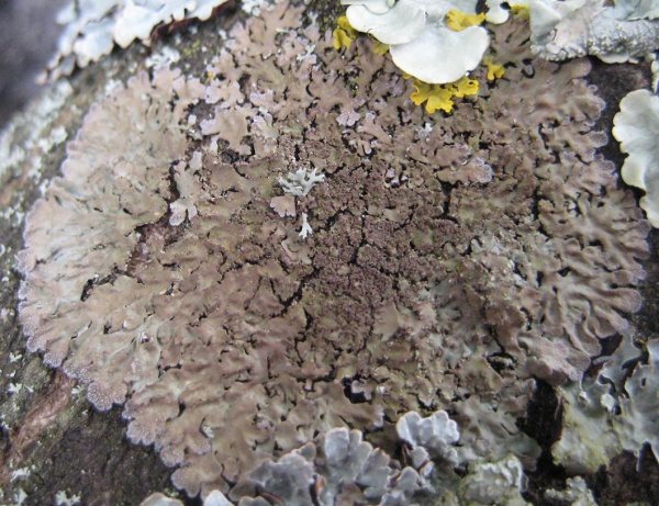 Lichen - Physconia grisea, click for a larger image