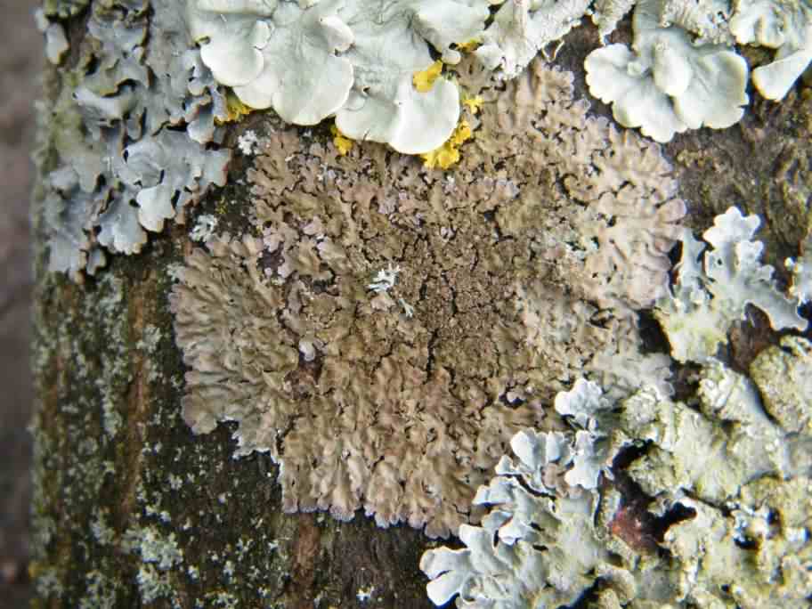 Lichen - Physconia grisea, click for a larger image