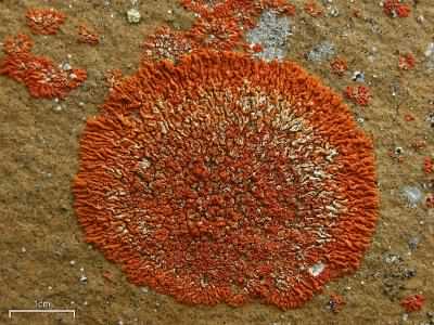 Lichen - Xanthoria elegans, click for a larger image, photo licensed for reuse CCASA3.0
