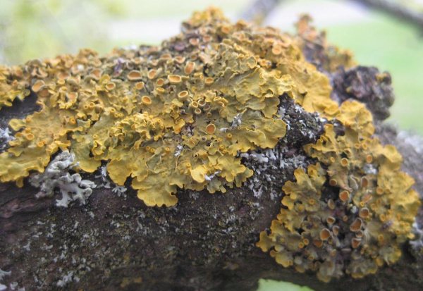 Lichen - Xanthoria parietina species information page