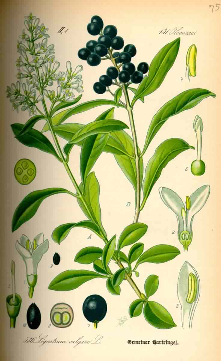 Privet - Ligustrum vulgare, click for a larger image, image is in the public domain