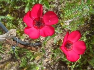Scarlet Flax - Linum Grandiflorum, click for a larger image