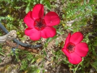 Scarlet Flax - Linum Grandiflorum, click for a larger image