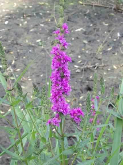 Purple Loosestrife - Lythrum salicaria, click for a larger image