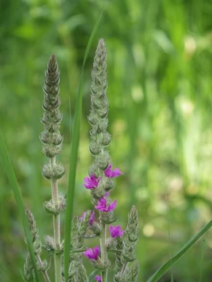 Purple Loosestrife - Lythrum salicaria, click for a larger image