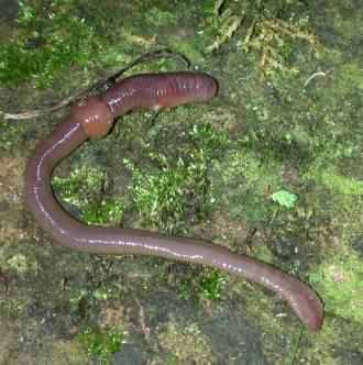 Earthworm - Lumbricus terrestris, click for a larger image, photo licensed for reuse CCASA3.0